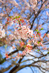 Cherry blossom