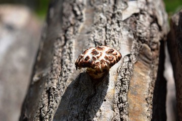 キノコの栽培風景（シイタケ）／山形県鶴岡市の森林で、キノコ（シイタケ）の栽培風景を撮影した写真です。