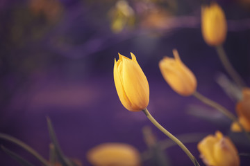 Beautiful fairy dreamy magic yellow tulip flowers with colorful bokeh toned with instagram filters in retro vintage color, soft selective focus, shallow depth of field, blurry background