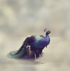 Obraz premium Beautiful Peacock
