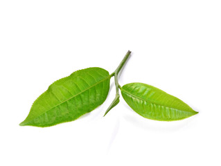 Obraz premium Green tea leaf isolated on white background