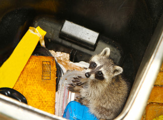 Young raccoon stuck in a garbage container looking for food