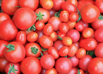 Closeup of Fresh Just Picked Tomatoes