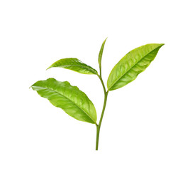 Fototapeta na wymiar fresh tea leaves isoalted on the white background