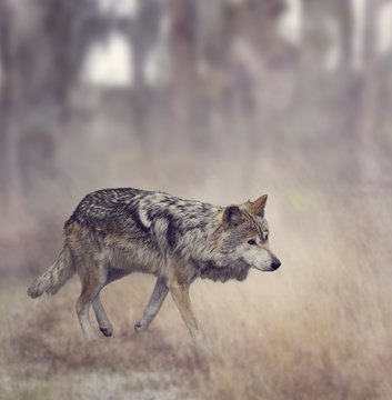 Grey Wolf (Canis lupus)