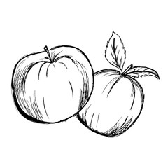 apple, sketch, hand drawing, vector illustration isolated on white background