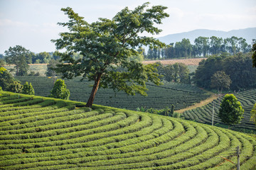 Tea plantation.