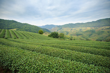 Fototapeta na wymiar Tea plantation landscape with blue sky background at 101 Tea,Nor