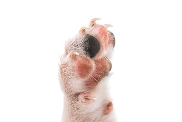  paw isolated