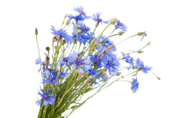 Fototapeta premium bouquet of cornflowers