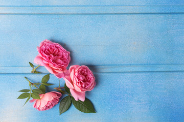 Fototapeta na wymiar Pink roses on blue wooden background.