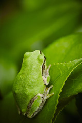 Naklejka premium Frog 