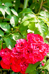 真っ赤なバラ科のレインドロップ