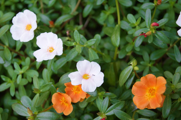 白とオレンジ色のポーチュラカの花畑