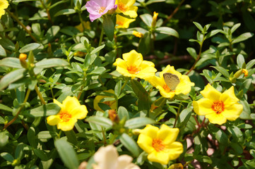 黄色のポーチュラカの花畑