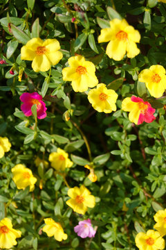 黄色のポーチュラカの花畑 © aduchinootonosama