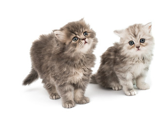 beautiful fluffy little kittens