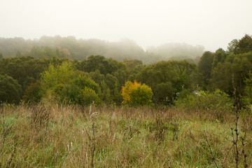 Obraz premium forest in autumn