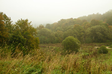 Fototapeta premium forest in the early morning