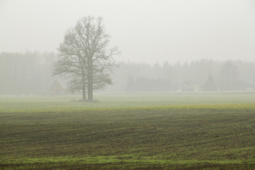 tree in fog