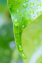 gouttes sur bout de feuille de ficus 