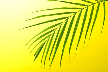 Obraz premium アレカヤシ