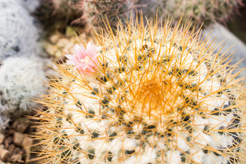 cactus close up for background