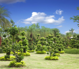 Natural bonsai tree garden