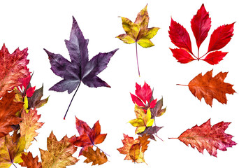 autumn leaves isolated on a white background