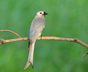 Bird (Ashy drongo) , Thailand