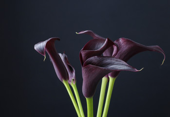 Black calla flowers (Zantedeschia)