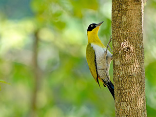 Bird (Black-headed Woodpecker) , Thailand