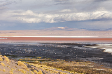 Laguna Colorada, Bolivia . Fenicotteri, vulcano, e cielo blu con nuvole bianche all'orizzonte - obrazy, fototapety, plakaty