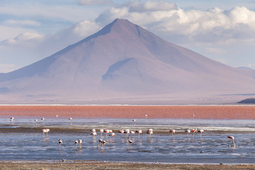Laguna Colorada, Bolivia . Fenicotteri, vulcano, e cielo blu con nuvole bianche all'orizzonte - obrazy, fototapety, plakaty