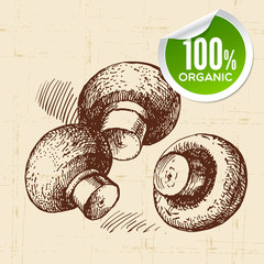 Hand drawn sketch vegetables mushrooms. Eco food background.
