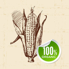 Hand drawn sketch vegetable corn. Eco food background