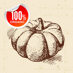 Hand drawn sketch vegetable pumpkin. Eco food background