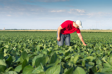  farmer in soybean fields