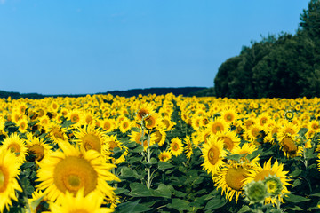 Obraz premium Sunflowers field over cloudy blue sky