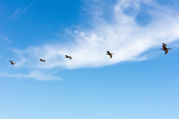 Flock of Pelicans in flight