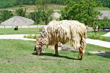 closeup of  sheep in the farm