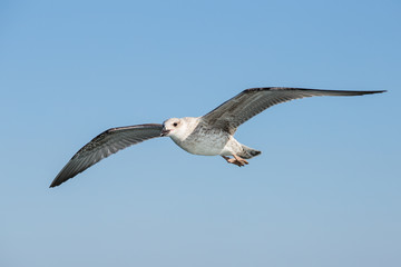 Seagull flying among blue sky