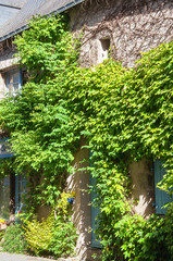Devanture de maison couverte de lierre à Guérande, Loire Atlantique, France
