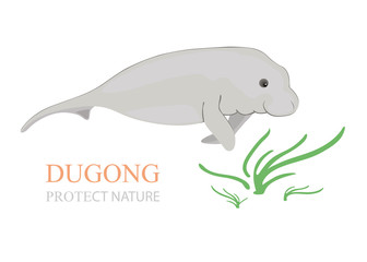 Sea cow (dugong dugong) with sea grass on white background.