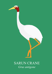 Cranes (Birds) cartoon vector on green background, Sarus crane (Grus antigone).