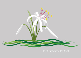 White Crinum, Onion plant, Thai onion plant (Crinum Thaianum).