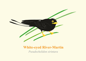 Swallow bird, River martins (White-eyed River-Martin) cartoon vector.