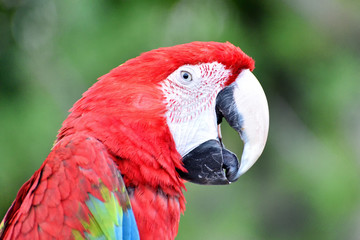 Fototapeta premium parrot