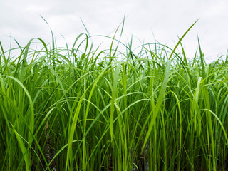 Rice plant in side veiw