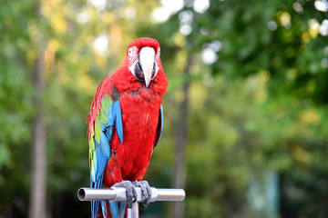 parrot